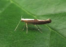 Attēlu rezultāti vaicājumam “Argyresthia semifusca”