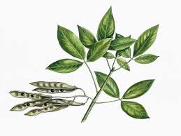 Attēlu rezultāti vaicājumam “Laburnum anagyroides leaf”