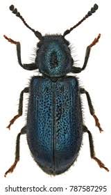 Attēlu rezultāti vaicājumam “Korynetes caeruleus”