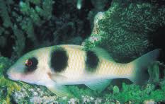 Image result for Parupeneus trifasciatus