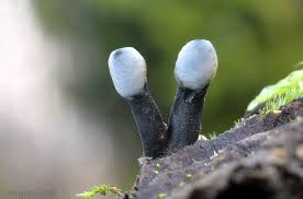 Attēlu rezultāti vaicājumam “Holwaya mucida”