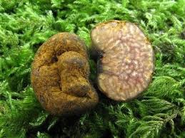 Attēlu rezultāti vaicājumam “Pachyphloeus melanoxanthus”