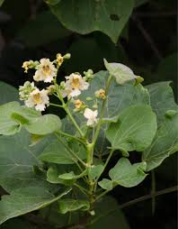 Attēlu rezultāti vaicājumam “Catalpa ovata leaf”