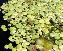 Attēlu rezultāti vaicājumam “Lemna gibba”