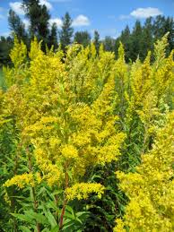 Attēlu rezultāti vaicājumam “Solidago canadensis”