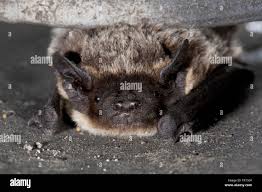 Attēlu rezultāti vaicājumam “Vespertilio murinus”