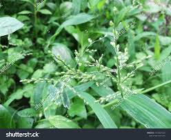 Attēlu rezultāti vaicājumam “Milium effusum leaf”