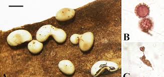 Attēlu rezultāti vaicājumam “Physarum leucophaeum stalked”