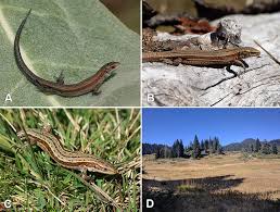 Attēlu rezultāti vaicājumam “Lacerta vivipara female”