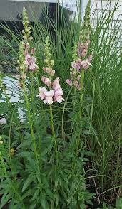 Image result for Antirrhinum majus maximum