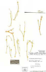 Attēlu rezultāti vaicājumam “Corispermum hyssopifolium”