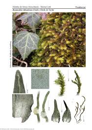 Attēlu rezultāti vaicājumam “Anomodon viticulosus”