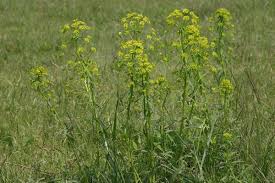 Attēlu rezultāti vaicājumam “Euphorbia virgata leaf”