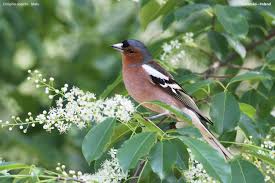Attēlu rezultāti vaicājumam “Fringilla coelebs male”