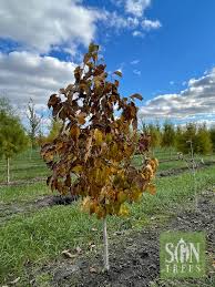Attēlu rezultāti vaicājumam “Magnolia acuminata”