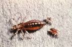 Typhus Pictures- Biological Weapons