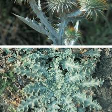 Image result for Onopordum acanthium