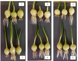 Attēlu rezultāti vaicājumam “Allium cepa”
