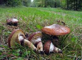 Attēlu rezultāti vaicājumam “Suillus luteus”