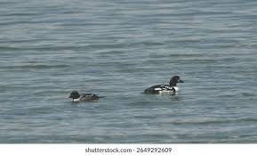 Attēlu rezultāti vaicājumam “Bucephala clangula”