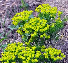 Attēlu rezultāti vaicājumam “Euphorbia cyparissias leaf”