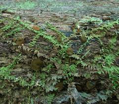 Attēlu rezultāti vaicājumam “Chlorencoelia versiformis”