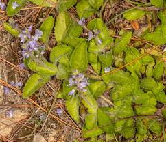 Attēlu rezultāti vaicājumam “Veronica officinalis”