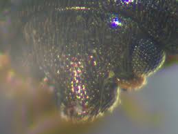 Attēlu rezultāti vaicājumam “Meligethes sp.”