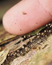 Attēlu rezultāti vaicājumam “Phleogena faginea young”