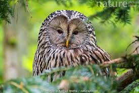 Attēlu rezultāti vaicājumam “Strix uralensis”