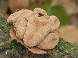 Attēlu rezultāti vaicājumam “Encoelia furfuracea”