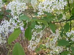 Image result for Heemtuin Rucphen