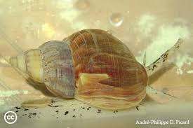 Image result for Buccinum undatum