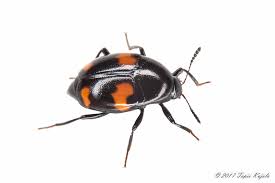 Attēlu rezultāti vaicājumam “Scaphidium quadrimaculatum”