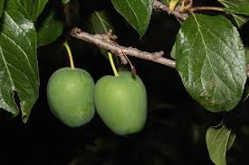 Attēlu rezultāti vaicājumam “Prunus cerasifera var. divaricata”