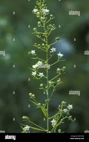 Attēlu rezultāti vaicājumam “Thesium ebracteatum leaf”