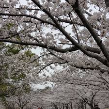 「香月さくら」の画像検索結果