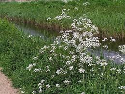 Attēlu rezultāti vaicājumam “Anthriscus”
