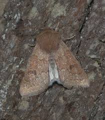 Attēlu rezultāti vaicājumam “Orthosia miniosa imago”