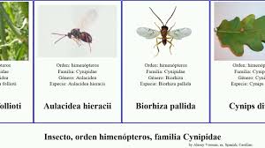 Attēlu rezultāti vaicājumam “Aulacidea hieracii”