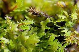 Attēlu rezultāti vaicājumam “Riccardia chamaedryfolia”