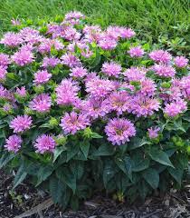 Image result for Monarda didyma