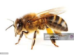 Attēlu rezultāti vaicājumam “Apis mellifera”