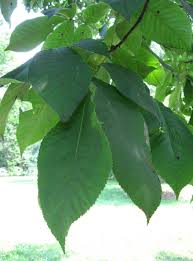 Attēlu rezultāti vaicājumam “Carya ovata leaf”