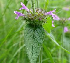 Attēlu rezultāti vaicājumam “Clinopodium vulgare leaf”
