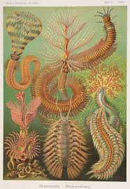 Image result for ernst haeckel