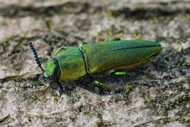 Attēlu rezultāti vaicājumam “Chlorophanus viridis”