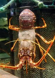 Image result for Palinurus elephas