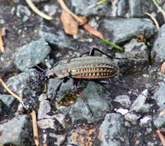 Attēlu rezultāti vaicājumam “Carabus cancellatus”