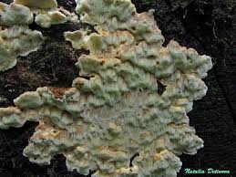 Attēlu rezultāti vaicājumam “Sarcoporia polyspora”